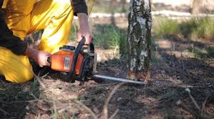 Trusted Terry, MS Tree Care Services Experts