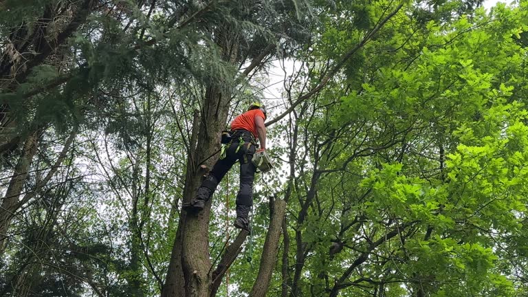 Best Tree Mulching  in Terry, MS