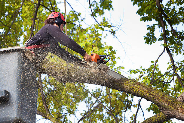 Best Tree and Shrub Care  in Terry, MS